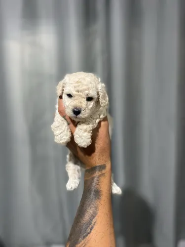 POODLE TOY MACHO 