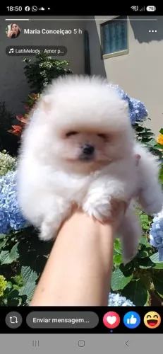 Vender filhote de Spitz alemão anão