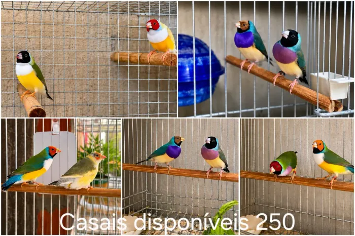 PETS
