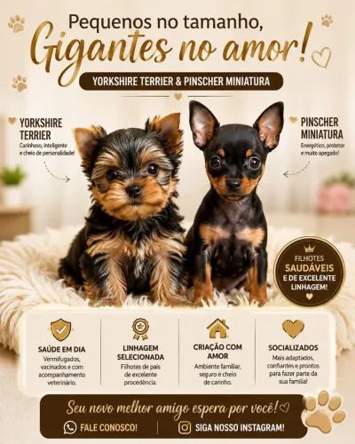 Filhote de Yorkshire Terrier