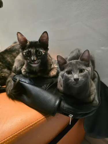 Gatinhas para doação