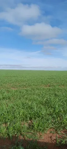 1.795 ha a venda ou arrenda em Uruçuí-PI