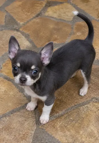 Chihuahua pelos curtos 