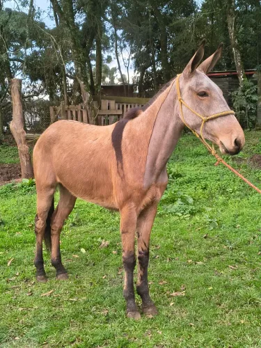 Burro chucro