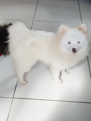 Luluzinho branco neve