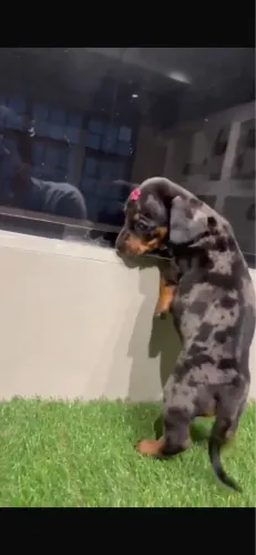 Vendo filhote de salsichinha Fêmea