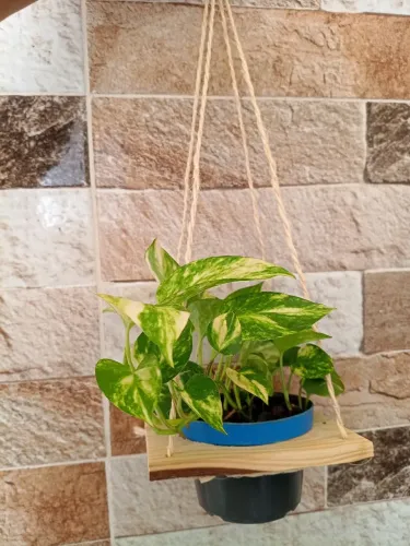 Vasinho de jibóia brasileirinha no suporte artesanal perfeito pra decorar seu ambiente