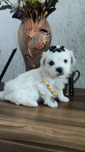 Machinho de maltes autêntico a raça!