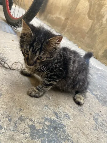 Gato