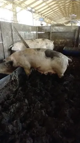 Porca prenha