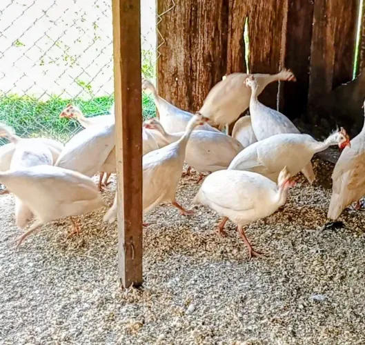 Ovos de Angola branca
