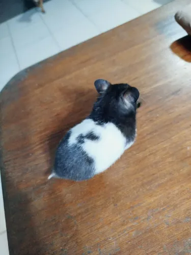 Hamsters + Gaiola de Trasporte.