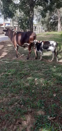 Vaca com bezerro 