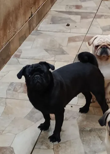 Pug jovem branca e preta 2 anos