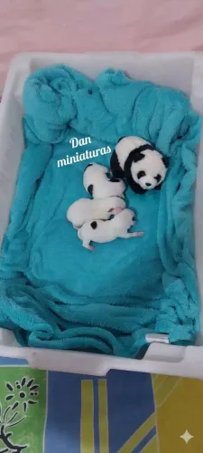 Pincher Machos 00 