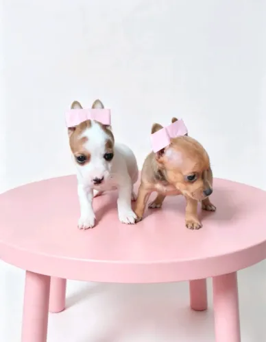 Pinscher mini disponível