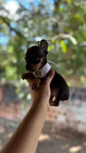Pinscher micros Macho e Fêmea 