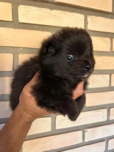 Spitz anão black 