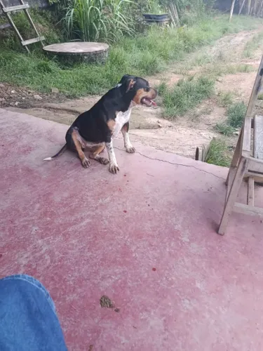 Pitbull femea 