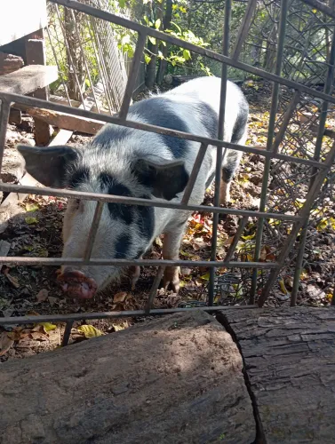Vendo ou troco porco gordo capado 