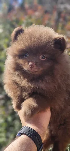 Lindo machinho de spitz alemão chocolate sólido
