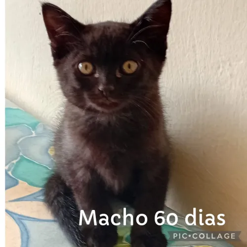 Doação de lindos gatinhos de 60 dias