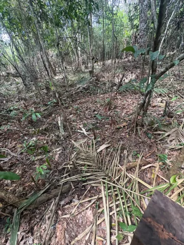 Vendo lindo bosque em Alter-do-Chão / CARANAZAL