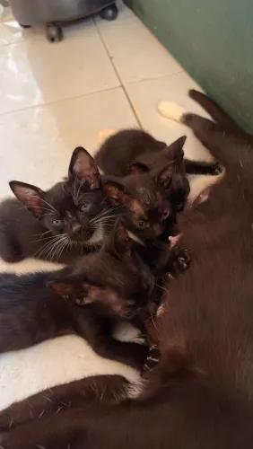 Gatos para adoção 