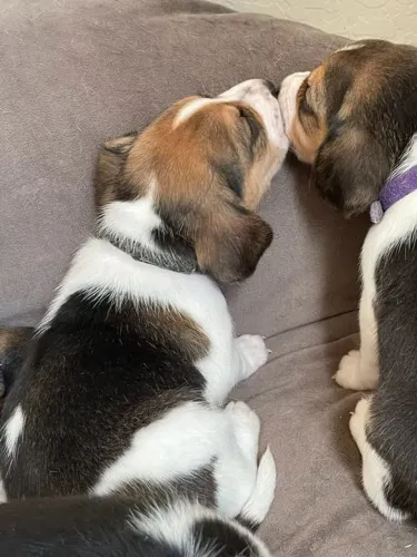 Beagle Machos e fêmeas disponíveis
