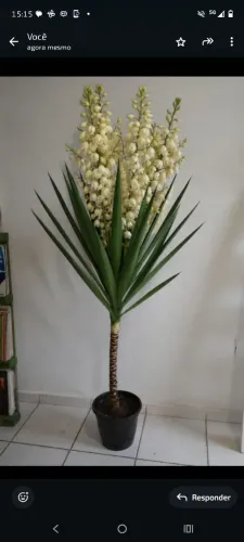 PLANTA NATURAL YUCCA FAZEMOS ENTREGA 
