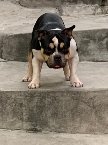 American Bully Disponível 