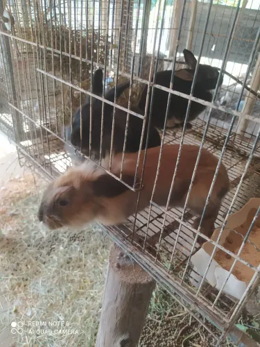Coelhos