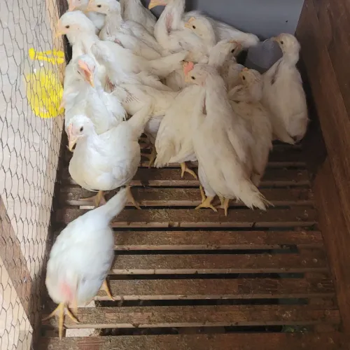 Franguinhas poedeira