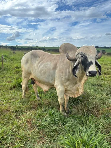 Touro Gir leiteiro 
