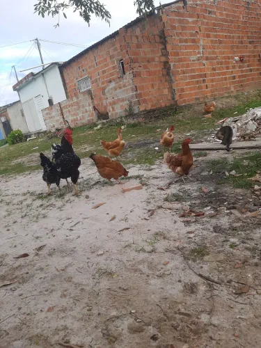 Galinha poedeira e de capoeira botando ovos