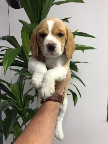 Beagle Alegre e Brincalhão ? | 1ª Vacina + Garantia em Contrato