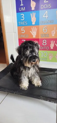 Schnauzer