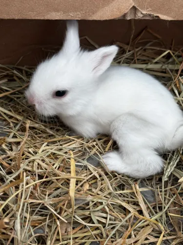 Mini coelho 