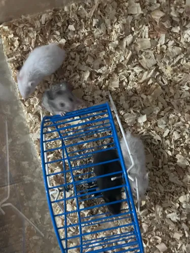 Hamster sírio