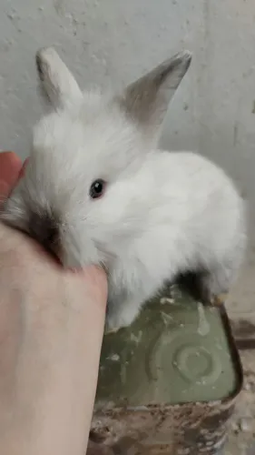 Coelhinhos Lion. Head