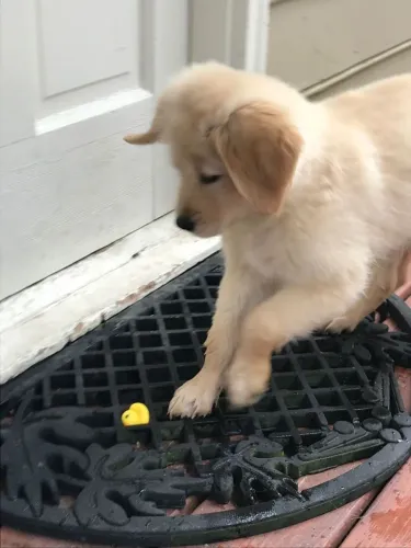 Golden Retriever Um filhote que reúne força, beleza e companheirismo