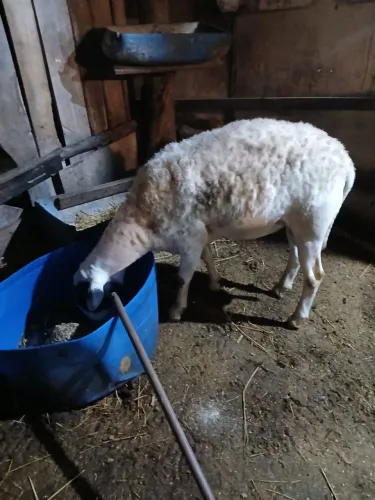 Vende-se um caneiro macho
