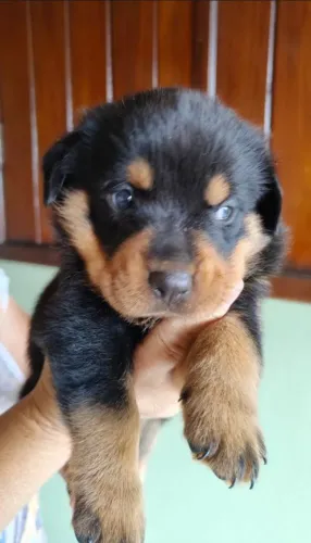 Vendo filhote de Rottweiler 