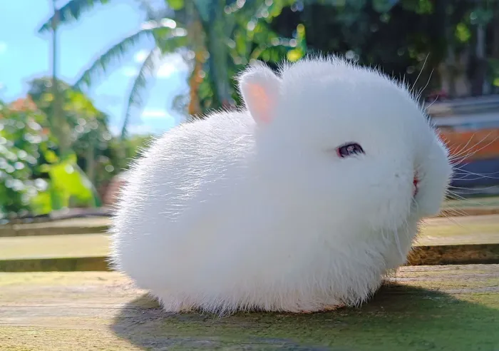 Coelho netherland dwarf femea