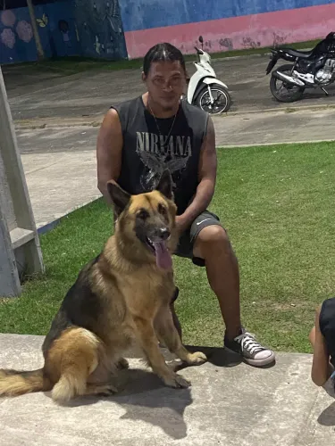 Magnífico Pastor Alemão capa preta 