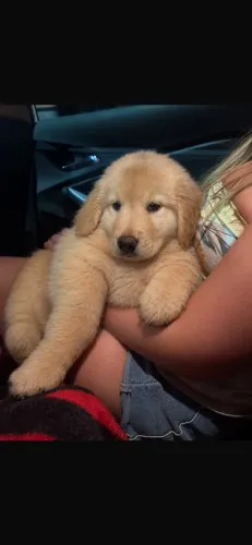 Cachorro 