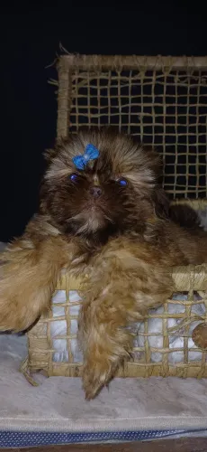 Shih tzu