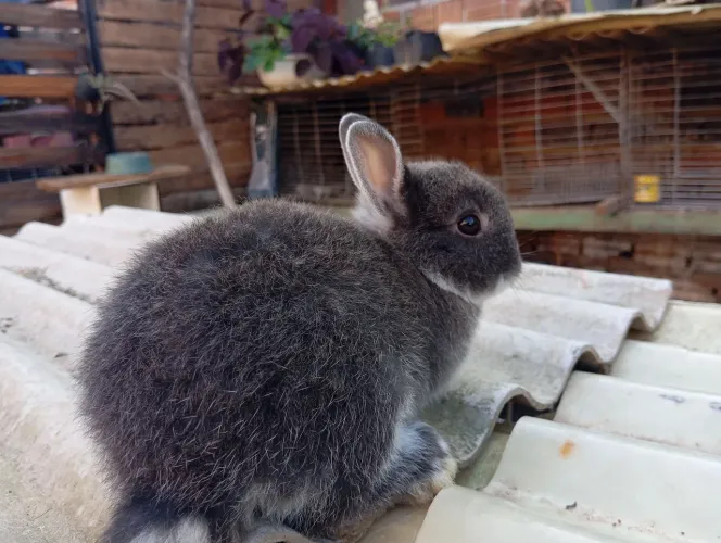 Lindos pets coelhos anões