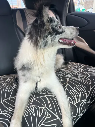 Cachorro border collie 