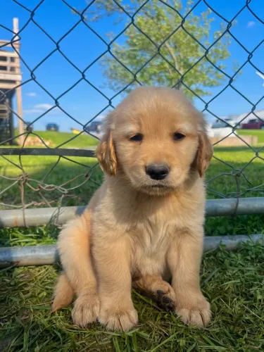 Filhote de golden retriever pequeno abraço em forma de cachorro